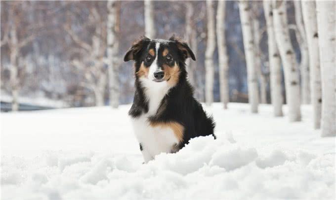 边境牧羊犬专项训练之注意力训练