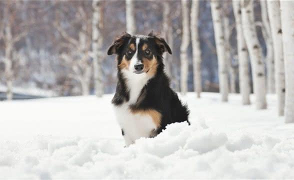 边境牧羊犬专项训练之注意力训练