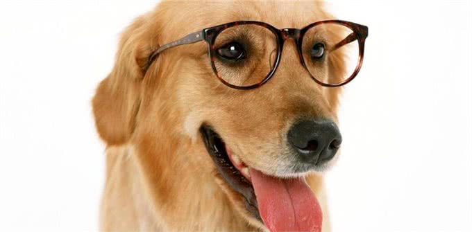 怎么样才能让（金毛犬）的毛发鲜明靓丽