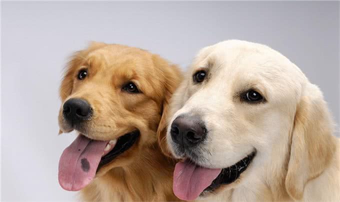 怎么样才能让（金毛犬）的毛发鲜明靓丽