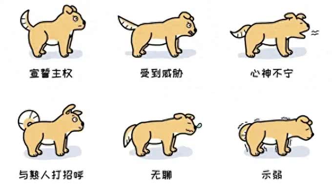 犬语密码：遇到两条狗，一个摇尾巴，一个不摇，千万要注意!