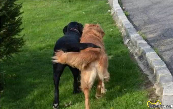 犬语密码：遇到两条狗，一个摇尾巴，一个不摇，千万要注意!