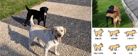 犬语密码：遇到两条狗，一个摇尾巴，一个不摇，千万要注意!