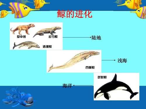 这种狗被称为水狗，皮毛像水獭，脚掌长出蹼，屁股后还会散发香味