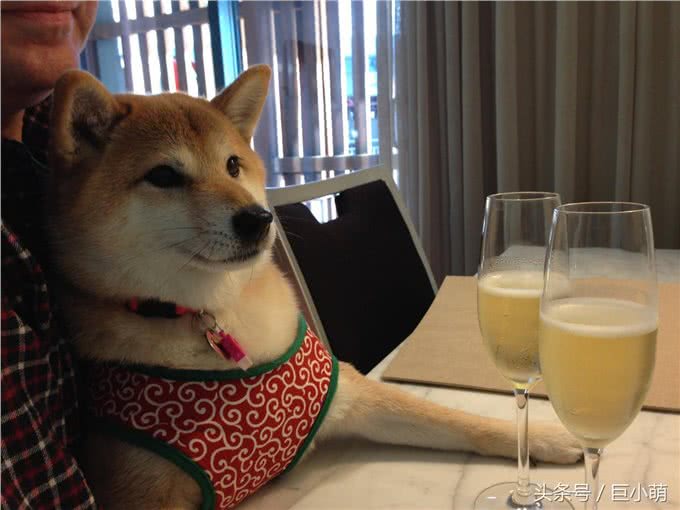 「今天啤酒节」一千只狗，就有一千种醉法