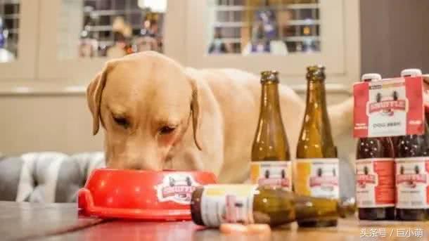 「今天啤酒节」一千只狗，就有一千种醉法
