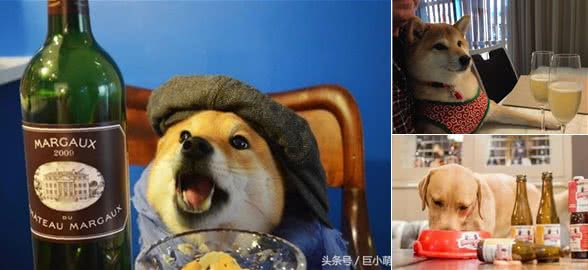 「今天啤酒节」一千只狗，就有一千种醉法