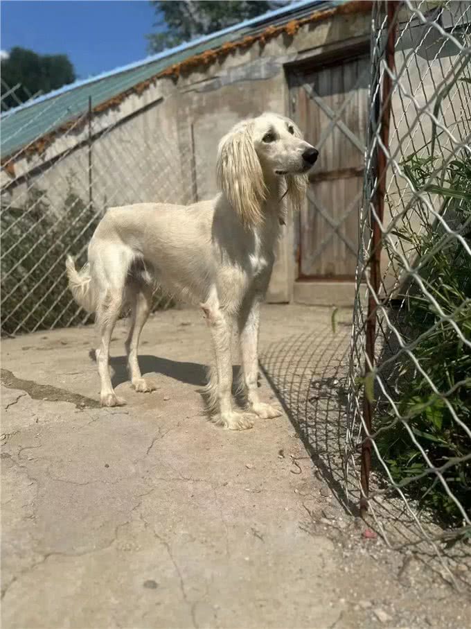 狗狗最怕什么吗?新手常常会犯一些误区