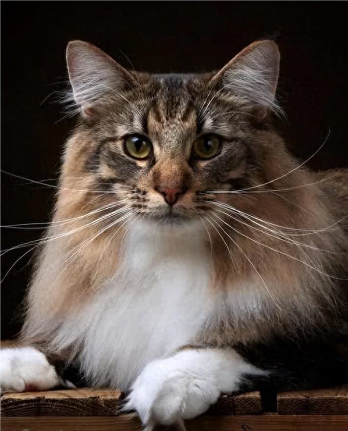 世界上最耐寒的猫，挪威森林猫可以在零下16℃生存，而且长的好看