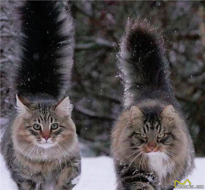 世界上最耐寒的猫，挪威森林猫可以在零下16℃生存，而且长的好看