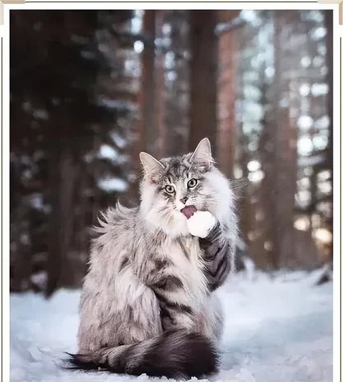 世界上最耐寒的猫，挪威森林猫可以在零下16℃生存，而且长的好看