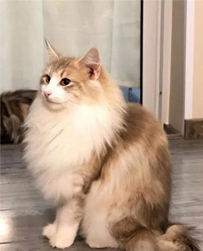 世界上最耐寒的猫，挪威森林猫可以在零下16℃生存，而且长的好看