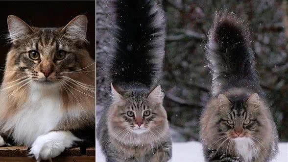 世界上最耐寒的猫，挪威森林猫可以在零下16℃生存，而且长的好看