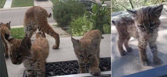 她拍到野生短尾猫上门时大家都融化，但背后原因却让人无法开心