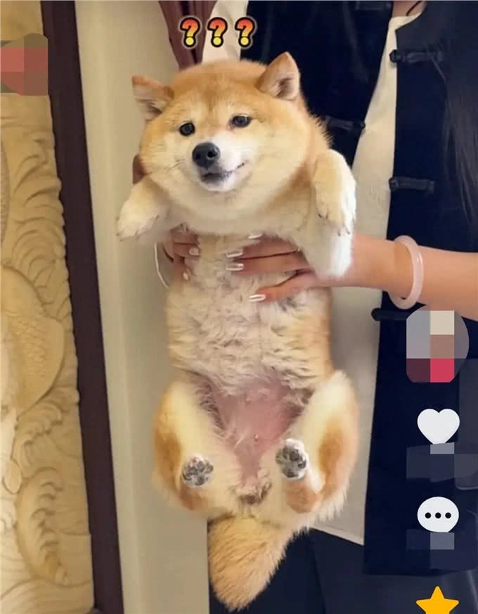 一人一狗互相害怕在一起过招!网友:一个小心翼翼，一个瑟瑟发抖