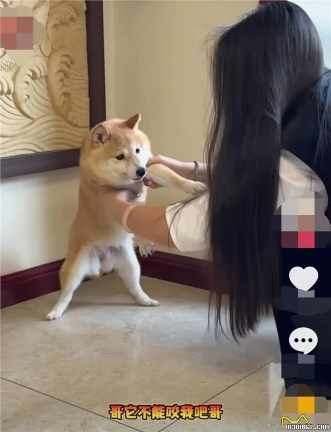 一人一狗互相害怕在一起过招!网友:一个小心翼翼，一个瑟瑟发抖