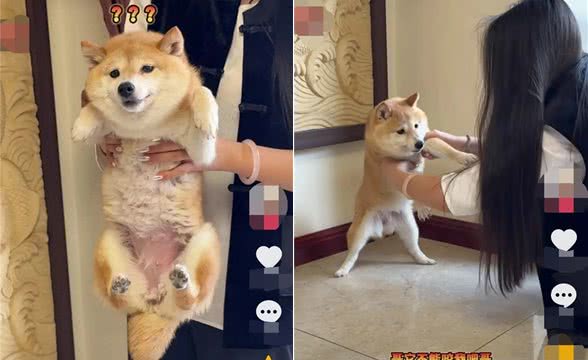 一人一狗互相害怕在一起过招!网友:一个小心翼翼，一个瑟瑟发抖