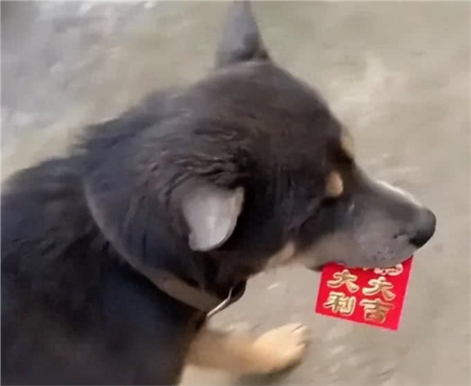 狗狗出门玩耍叼回一个红包，网友表示这是狗来富好兆头
