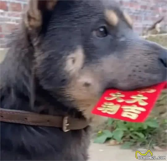 狗狗出门玩耍叼回一个红包，网友表示这是狗来富好兆头