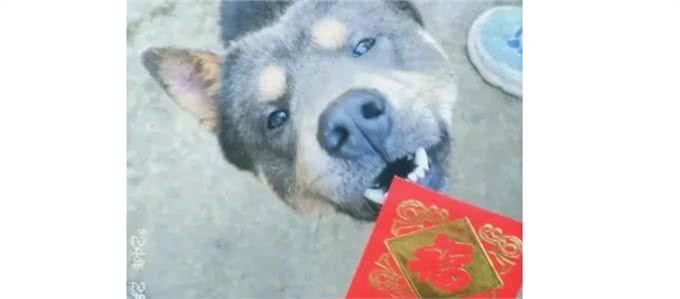 狗狗出门玩耍叼回一个红包，网友表示这是狗来富好兆头