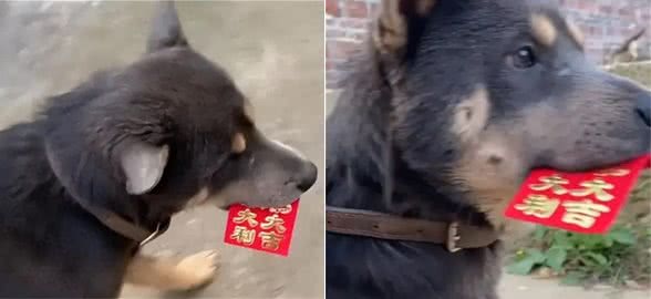狗狗出门玩耍叼回一个红包，网友表示这是狗来富好兆头