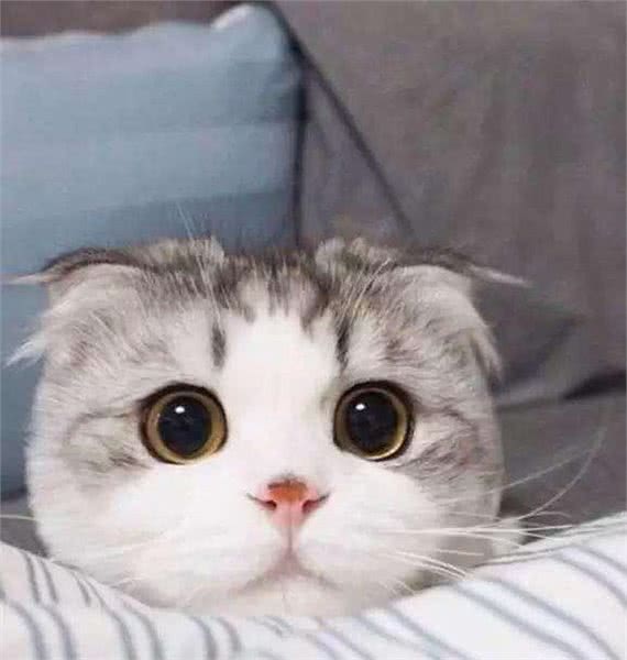 宠物也会中暑?你不知道的事多着呢，为了主子看看