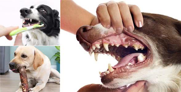 狗狗口腔护理，如何给狗狗刷牙?