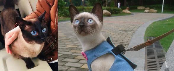 养猫!我劝你养泰国暹罗猫
