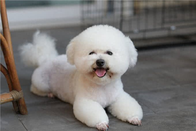 比熊犬好养吗?看看它的优缺点，就知道答案了
