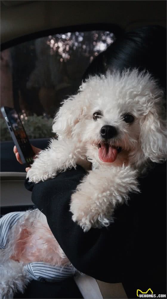 比熊犬好养吗?看看它的优缺点，就知道答案了