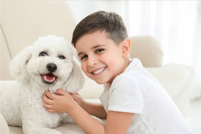 比熊犬好养吗?看看它的优缺点，就知道答案了