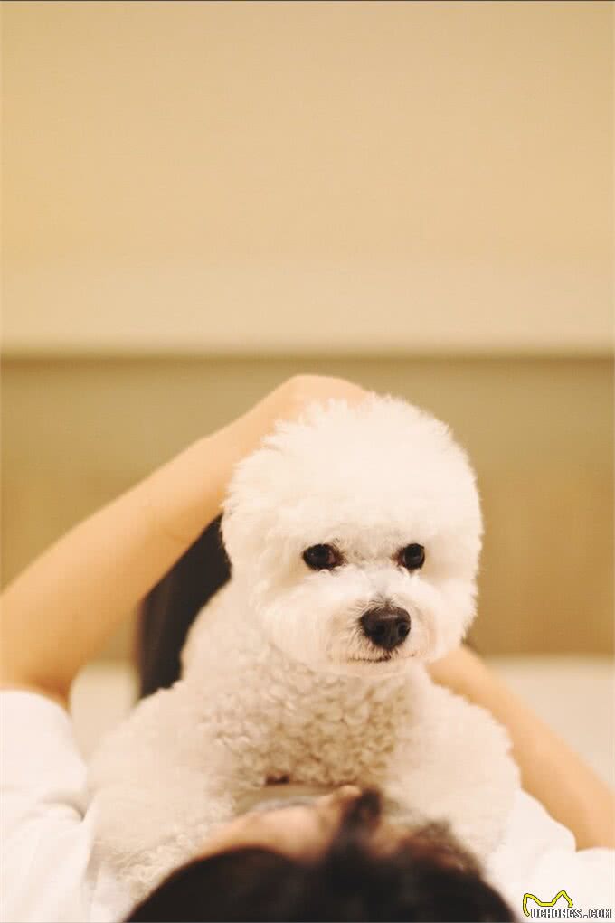 比熊犬好养吗?看看它的优缺点，就知道答案了