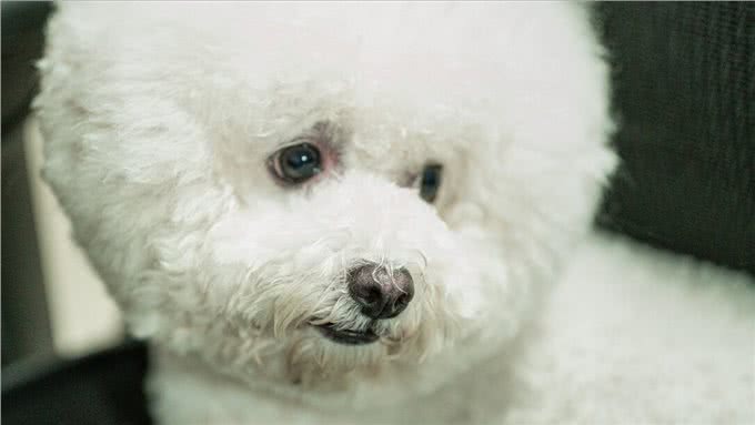 比熊犬好养吗?看看它的优缺点，就知道答案了