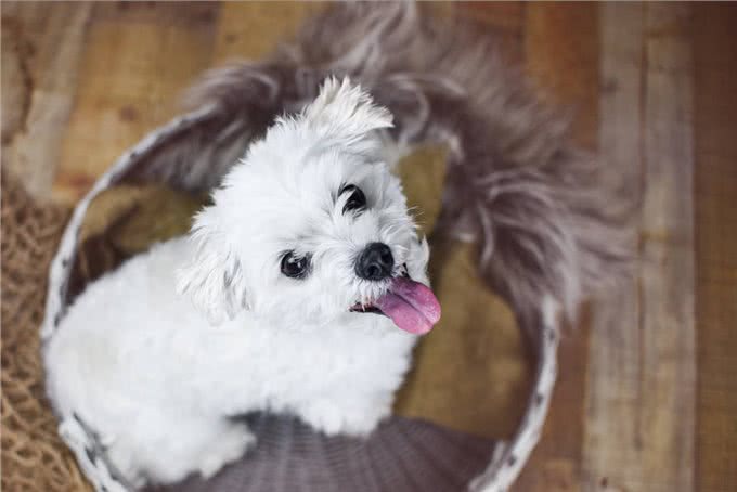 比熊犬好养吗?看看它的优缺点，就知道答案了