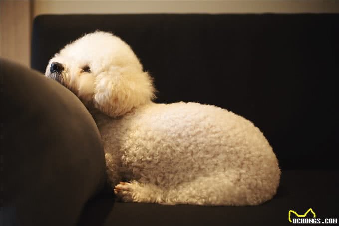 比熊犬好养吗?看看它的优缺点，就知道答案了