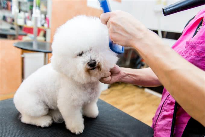 比熊犬好养吗?看看它的优缺点，就知道答案了