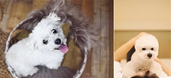 比熊犬好养吗?看看它的优缺点，就知道答案了