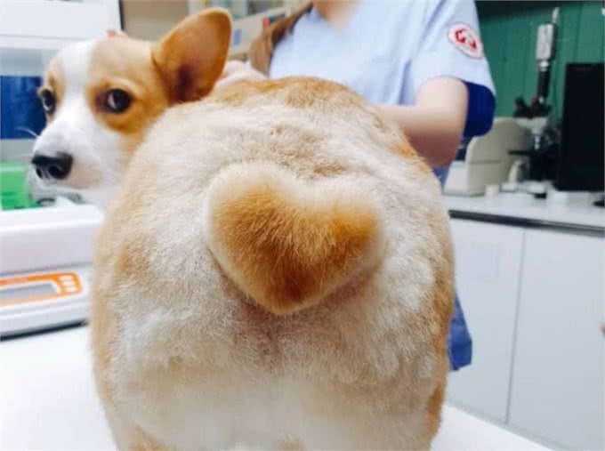 养狗也能养出动物园的感觉,狗狗经美容师巧手改造后成为小绵羊