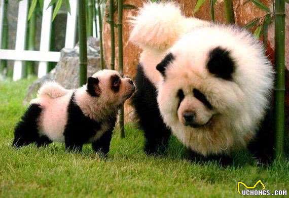 养狗也能养出动物园的感觉,狗狗经美容师巧手改造后成为小绵羊