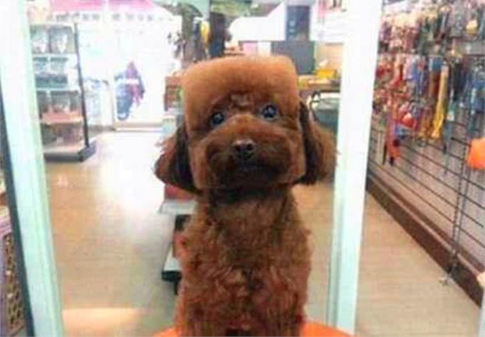 养狗也能养出动物园的感觉,狗狗经美容师巧手改造后成为小绵羊