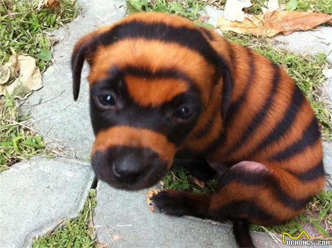 养狗也能养出动物园的感觉,狗狗经美容师巧手改造后成为小绵羊