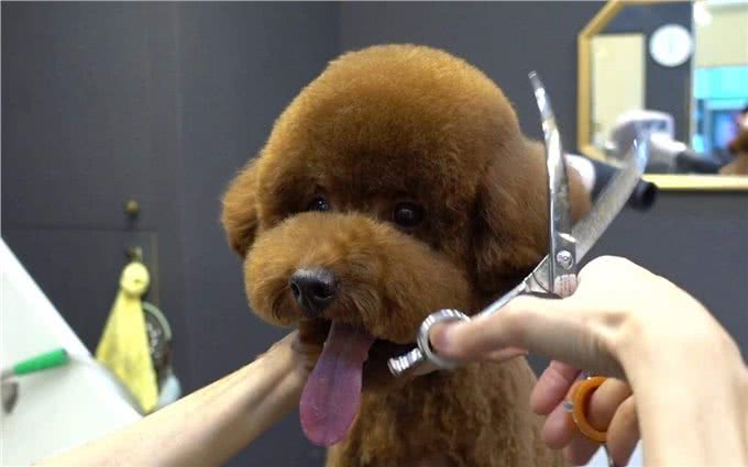 养狗也能养出动物园的感觉,狗狗经美容师巧手改造后成为小绵羊