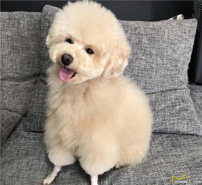 养狗也能养出动物园的感觉,狗狗经美容师巧手改造后成为小绵羊