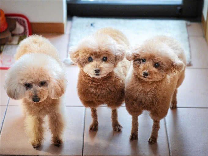 养狗也能养出动物园的感觉,狗狗经美容师巧手改造后成为小绵羊