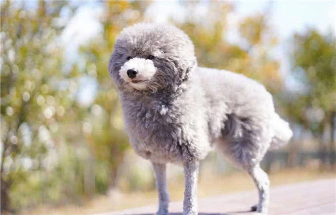养狗也能养出动物园的感觉,狗狗经美容师巧手改造后成为小绵羊