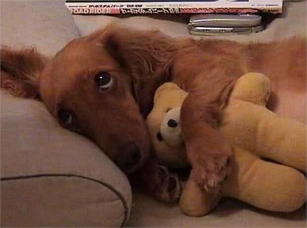 狗狗呜呜叫，并不是在哭，而是这5种原因