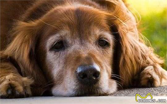 狗狗呜呜叫，并不是在哭，而是这5种原因