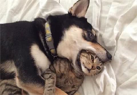 狗狗呜呜叫，并不是在哭，而是这5种原因