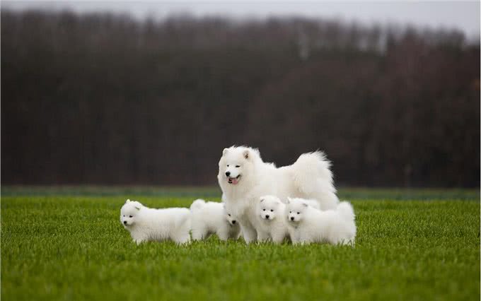 狗狗呜呜叫，并不是在哭，而是这5种原因