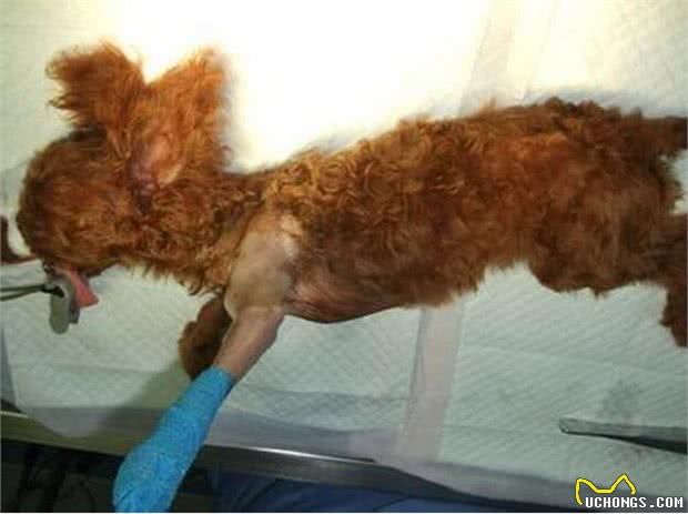 狗狗呜呜叫，并不是在哭，而是这5种原因